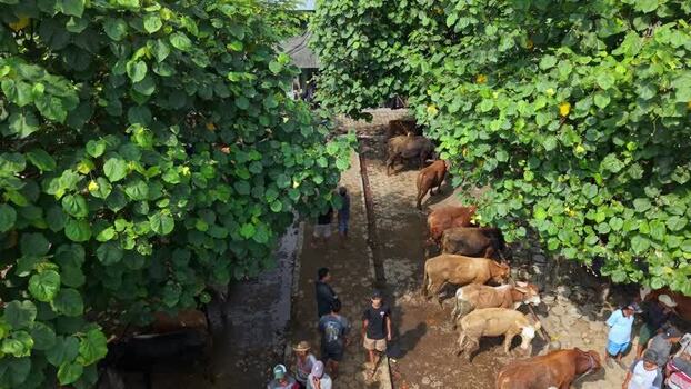 Aerial view of Animal Market Prambanan with cows and people Indonesia. Aerial view of Animal Market Prambanan with cows and people Indonesia.