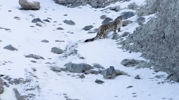 View of a snow leopard in Khunjerab National Park Pakistan. View of a snow leopard in Khunjerab National Park Pakistan.