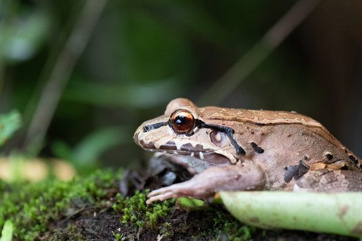 View of a brown frog resting on mossy ground in the rainforest of Puerto Jimenez Puntarenas Province Costa Rica.