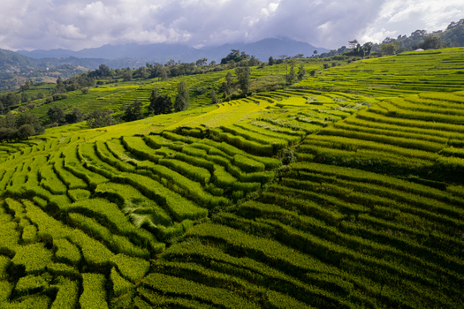 Aerial view of lush green rice terraces carved into the hillsides featuring vibrant agricultural patterns and distant mountain ridges in Nepal.