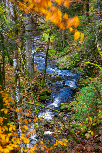 View of the Ravennaschlucht stream flowing through a lush autumn forest with mossy rocks and vibrant yellow leaves in Breitnau Baden Wurttemberg Germany. View of the Ravennaschlucht stream flowing through a lush autumn forest with mossy rocks and vibrant yellow leaves in Breitnau Baden Wurttemberg Germany.