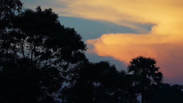 View of silhouetted trees against a sunset sky Bangladesh.
