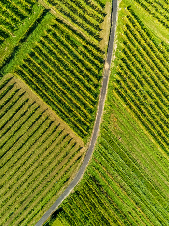 Aerial view of the lush green terraced vineyards of the Wachau valley with rows of grapevines separated by a narrow road in Krems District Lower Austria Austria. Aerial view of the lush green terraced vineyards of the Wachau valley with rows of grapevines separated by a narrow road in Krems District Lower Austria Austria.