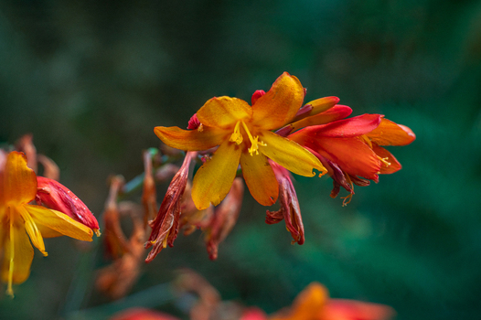 View of vibrant orange and yellow Crocosmia flowers with delicate petals and green foliage in Looe Cornwall United Kingdom. View of vibrant orange and yellow Crocosmia flowers with delicate petals and green foliage in Looe Cornwall United Kingdom.