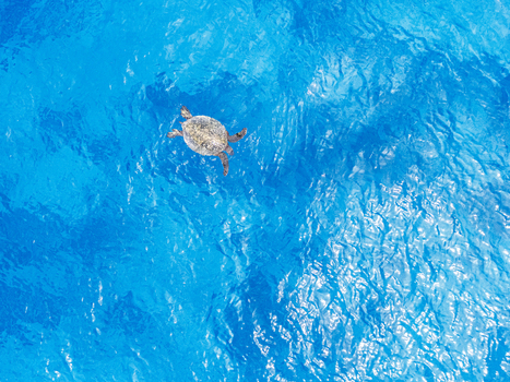 Aerial view of a sea turtle swimming through the vibrant blue tropical waters of the Pacific Ocean in Kawaihae Hawaii United States.