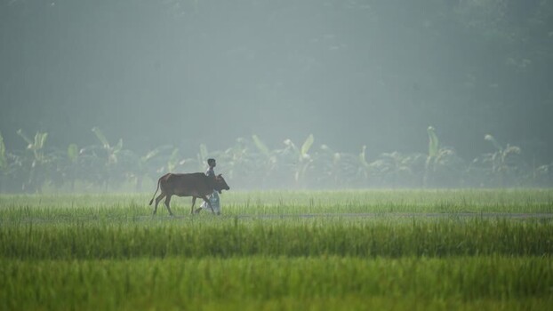 View of a farmer leading a cow through misty fields Bangladesh.