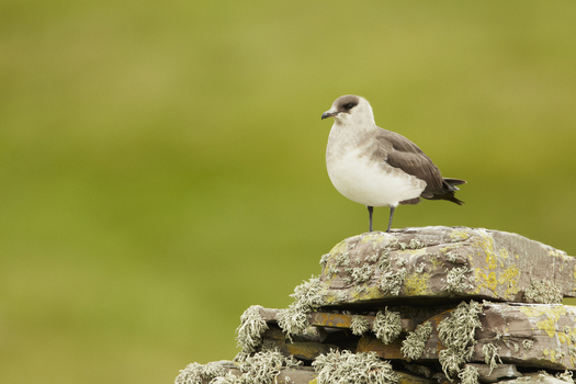 View of an Arctic Skua perched on a lichen covered stone wall in Shetland United Kingdom. View of an Arctic Skua perched on a lichen covered stone wall in Shetland United Kingdom.