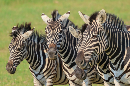 View of a majestic trio of zebras showcasing their striking black and white striped patterns against a vibrant green backdrop Kruger Park South Africa. View of a majestic trio of zebras showcasing their striking black and white striped patterns against a vibrant green backdrop Kruger Park South Africa.
