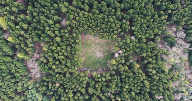Aerial view of a dense evergreen forest with a central clearing Italy. Aerial view of a dense evergreen forest with a central clearing Italy.