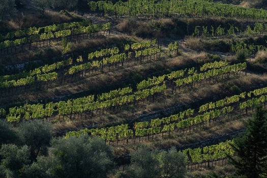 Aerial view of terraced vineyards on a hillside with rows of green vines and stone walls during golden hour Greve in Chianti Tuscany Italy. Aerial view of terraced vineyards on a hillside with rows of green vines and stone walls during golden hour Greve in Chianti Tuscany Italy.