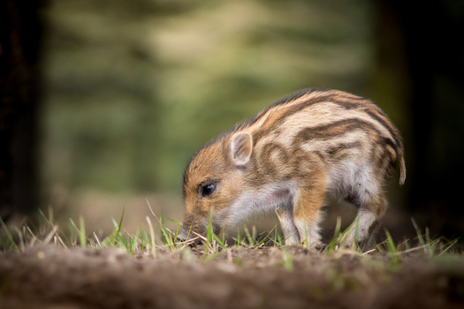 View of a striped wild boar piglet foraging in the grass in Debrzno Pomeranian Voivodeship Poland. View of a striped wild boar piglet foraging in the grass in Debrzno Pomeranian Voivodeship Poland.