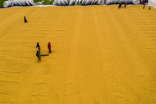 Brahmanbaria Chittagong Bangladesh 15 August 2021 Aerial view of workers drying golden rice grains on a large field with umbrellas in the background.