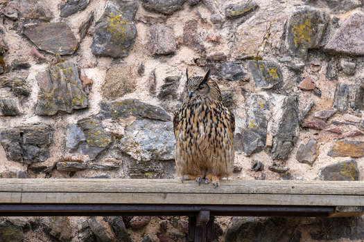 View of a majestic Eurasian eagle owl perched on a wooden beam against a textured stone wall in Selestat Grand Est France.