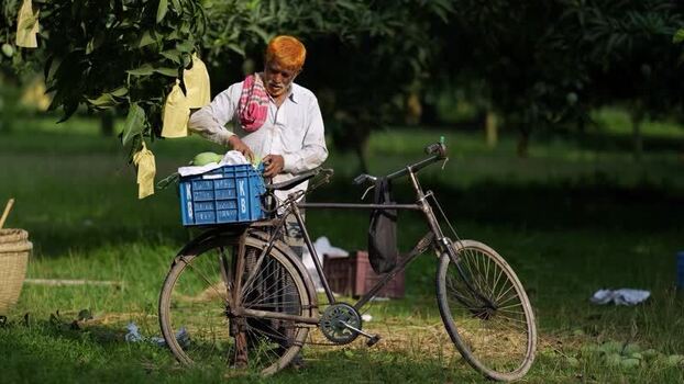 View of a man loading mangoes onto a bicycle Bangladesh.