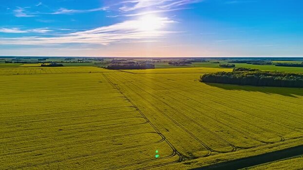 Aerial view of yellow rapeseed fields in Latvia. Aerial view of yellow rapeseed fields in Latvia.