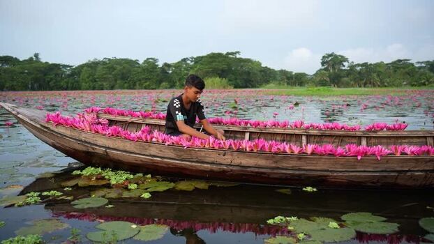 View of a boy in a boat filled with pink water lilies Bangladesh. View of a boy in a boat filled with pink water lilies Bangladesh.