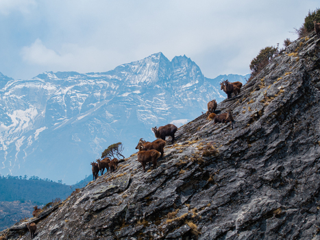 Aerial view of a herd of Himalayan tahr climbing a steep rocky mountain slope with snow capped peaks in the background in Nepal.