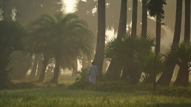 View of a man walking through a misty palm grove Bangladesh. View of a man walking through a misty palm grove Bangladesh.