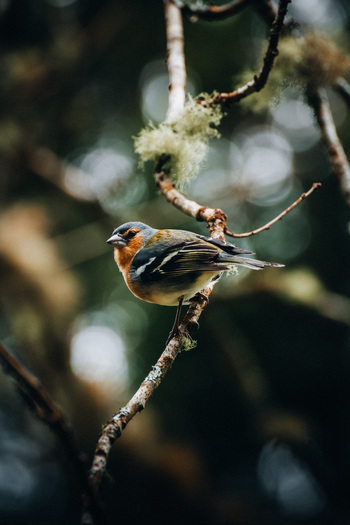 View of a vibrant bird perched gracefully on a moss covered branch its feathers a tapestry of warm hues against the cool blurred greens Azores Azores Portugal. View of a vibrant bird perched gracefully on a moss covered branch its feathers a tapestry of warm hues against the cool blurred greens Azores Azores Portugal.