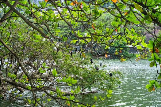 View of Kandy Lake with numerous white egrets and black cormorants perched on lush green tree branches overhanging the water Kandy Central Province Sri Lanka. View of Kandy Lake with numerous white egrets and black cormorants perched on lush green tree branches overhanging the water Kandy Central Province Sri Lanka.