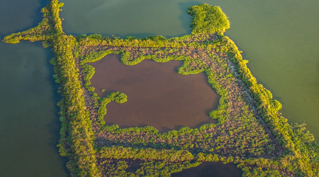 Aerial view of lush wetland vegetation forming geometric islands and natural water channels creating an abstract landscape in France.