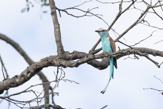 View of a racket tailed roller bird perched on a bare tree branch in Zambezi National Park Victoria Falls Matabeleland North Zimbabwe. View of a racket tailed roller bird perched on a bare tree branch in Zambezi National Park Victoria Falls Matabeleland North Zimbabwe.