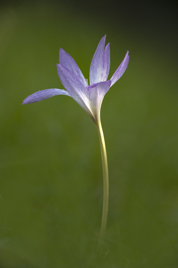View of a single purple Autumn Crocus flower with delicate petals and water droplets captured in soft focus against a lush green meadow in Northamptonshire United Kingdom. View of a single purple Autumn Crocus flower with delicate petals and water droplets captured in soft focus against a lush green meadow in Northamptonshire United Kingdom.
