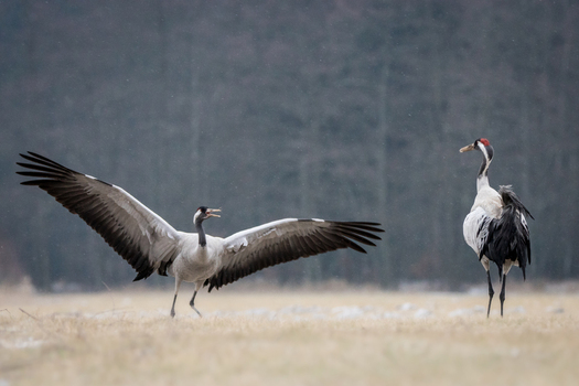 View of two common cranes in a field one with wings spread wide in a display the other standing nearby set against a soft focus forest background in Debrzno Pomeranian Voivodeship Poland.