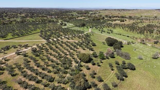 Aerial view of olive groves and dirt paths Spain.