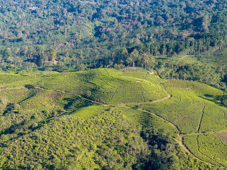 Aerial view of Kebun Teh Kertowono Gucialit Lumajang with vibrant green tea plantations on rolling hills surrounded by dense forest Kecamatan Gucialit Jawa Timur Indonesia. Aerial view of Kebun Teh Kertowono Gucialit Lumajang with vibrant green tea plantations on rolling hills surrounded by dense forest Kecamatan Gucialit Jawa Timur Indonesia.