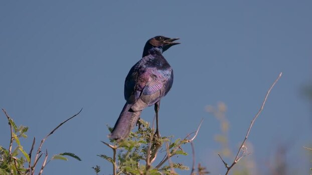 View of a glossy starling on a branch in Skukuza South Africa.