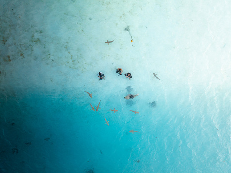 Aerial view of divers and snorkelers swimming with blacktip reef sharks in crystal clear turquoise lagoon water Moorea Maiao Windward Islands French Polynesia. Aerial view of divers and snorkelers swimming with blacktip reef sharks in crystal clear turquoise lagoon water Moorea Maiao Windward Islands French Polynesia.