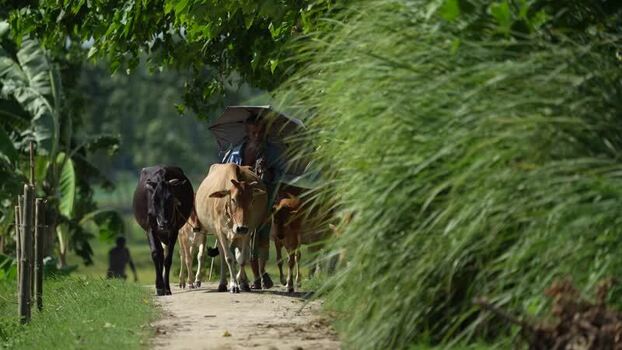 View of a farmer walking with cows along a rural path Bangladesh. View of a farmer walking with cows along a rural path Bangladesh.
