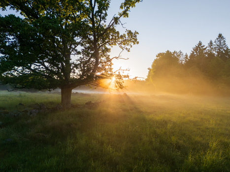 Aerial view of a large oak tree with sun rays filtering through branches over a misty meadow and stone wall at sunrise Gundrastorp Skane County Sweden. Aerial view of a large oak tree with sun rays filtering through branches over a misty meadow and stone wall at sunrise Gundrastorp Skane County Sweden.