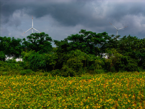 Aerial view of a vibrant sunflower field with wind turbines rising above lush green trees under a dramatic stormy sky in Hampi Karnataka India.