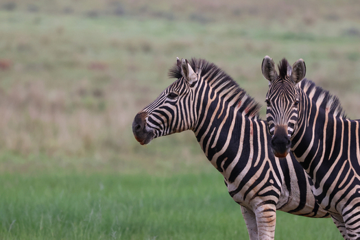 View of two majestic zebras standing with their striking black and white stripes contrasting against the soft vibrant green plains Kruger Park South Africa. View of two majestic zebras standing with their striking black and white stripes contrasting against the soft vibrant green plains Kruger Park South Africa.