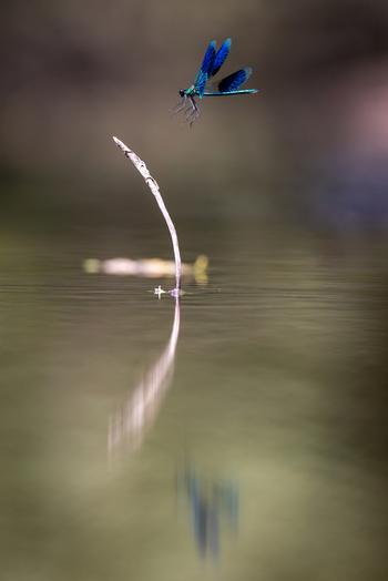 View of a blue damselfly in flight above a calm water surface with a reflection and a single reed stem Wittenheim Grand Est France. View of a blue damselfly in flight above a calm water surface with a reflection and a single reed stem Wittenheim Grand Est France.