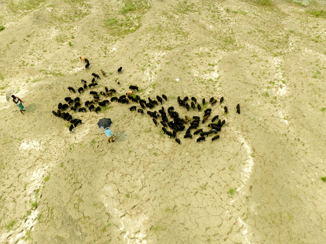 Aerial view of a herd of black pigs grazing on dry cracked earth with two people standing nearby in Bogura Rajshahi Division Bangladesh. Aerial view of a herd of black pigs grazing on dry cracked earth with two people standing nearby in Bogura Rajshahi Division Bangladesh.