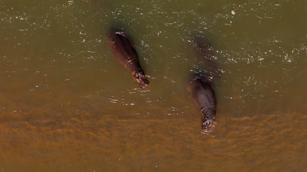 Aerial view of two hippos swimming in the Olifants River in Hoedspruit Limpopo South Africa. Aerial view of two hippos swimming in the Olifants River in Hoedspruit Limpopo South Africa.