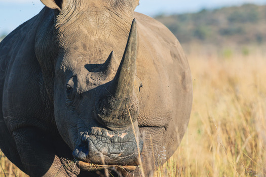 View of a rhinoceros with a large horn standing in the dry grass of the savanna under bright sunlight Waterberg District Municipality Limpopo South Africa. View of a rhinoceros with a large horn standing in the dry grass of the savanna under bright sunlight Waterberg District Municipality Limpopo South Africa.