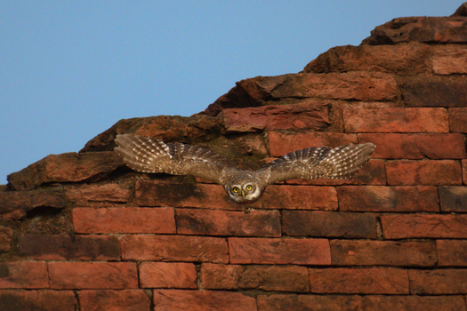 View of an owl with outstretched wings poised mid flight against the rustic backdrop of an old brick building Rajshahi Rajshahi Division Bangladesh.
