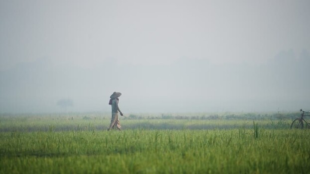 View of a farmer walking through misty rice fields in Bangladesh.