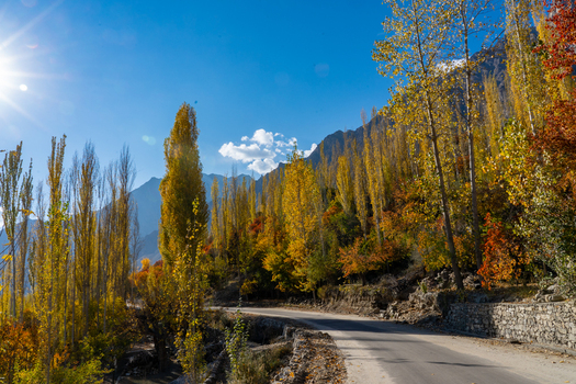 View of Hunza Valley with vibrant autumn foliage on trees lining a winding road under a clear blue sky in Karimabad Gilgit Baltistan Pakistan.