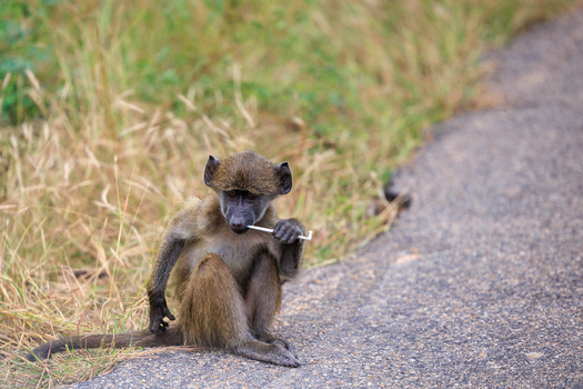 View of a baboon sitting on the edge of a road with a plastic straw in its mouth in Kruger National Park Skukuza Mpumalanga South Africa. View of a baboon sitting on the edge of a road with a plastic straw in its mouth in Kruger National Park Skukuza Mpumalanga South Africa.