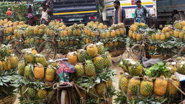 View of bicycles loaded with pineapples at a market in Bangladesh. View of bicycles loaded with pineapples at a market in Bangladesh.