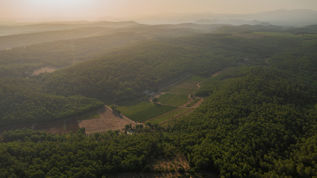 Aerial view of vineyards nestled within dense pine forests and rolling hills under the warm glow of the golden hour in Provence Alpes Cote d Azur France.