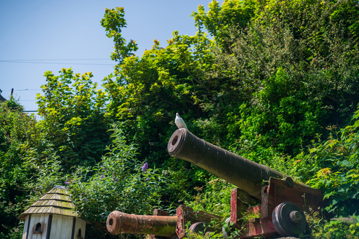 View of a white bird perched on an antique iron cannon with lush green foliage and a small wooden structure in the background in Charlestown Cornwall United Kingdom. View of a white bird perched on an antique iron cannon with lush green foliage and a small wooden structure in the background in Charlestown Cornwall United Kingdom.