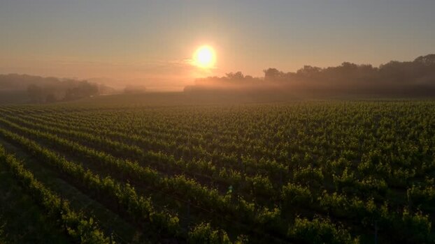 Aerial view of vineyards at sunrise with morning mist France. Aerial view of vineyards at sunrise with morning mist France.