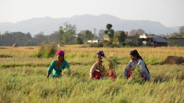View of women working in a field with distant mountains Nepal.
