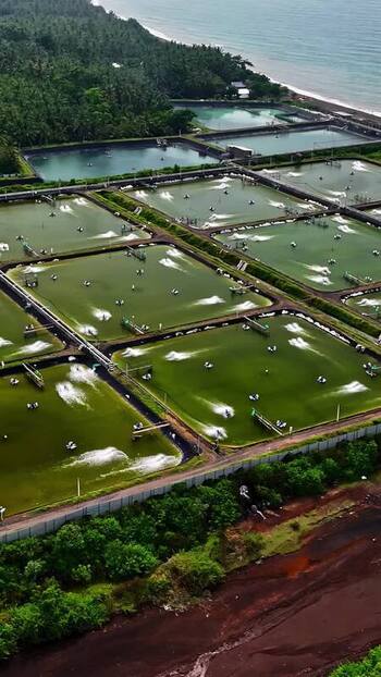 Aerial view of shrimp farming ponds in Bali Indonesia.